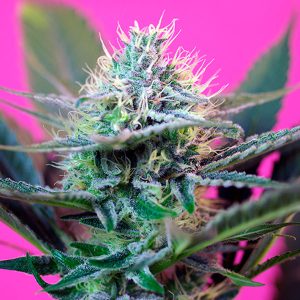Semillas feminizadas Speed Granel Sweet Seeds para cultivo profesional