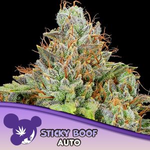 semillas feminizadas Sticky Boof de Anesia Seeds para cultivo