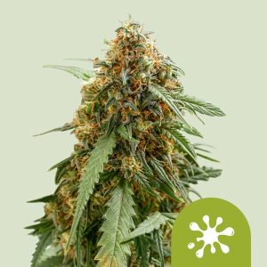 Sticky Queen Royal Queen