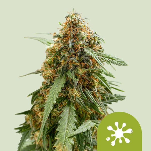 Sticky Queen Royal Queen