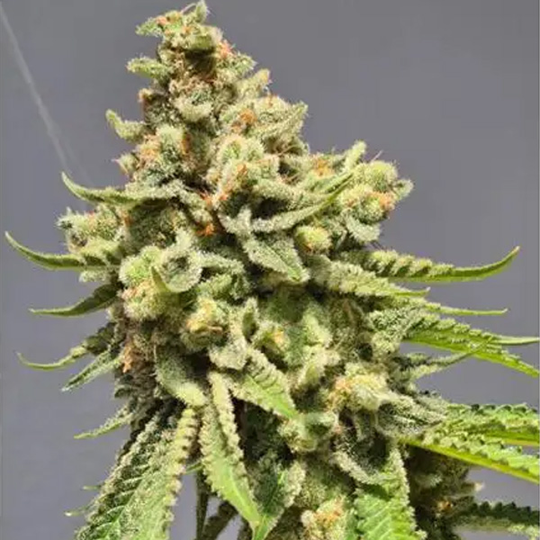 Auto Strawberry Haze 3+1 u. fem. Vision Seeds