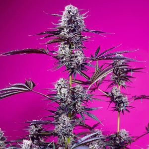 semillas feminizadas Studio 54 de Sweet Seeds para cultivo