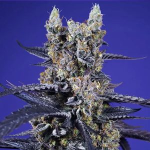 semillas feminizadas Super Boof XL de Sweet Seeds para cultivo