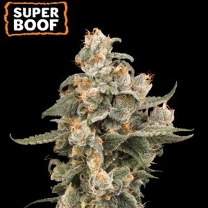 Auto Super Boof fem. 25 u. Seedstockers Superior