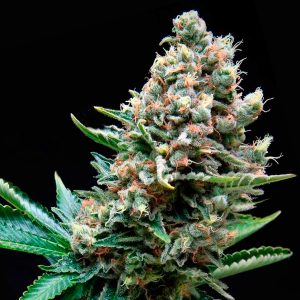 Super OG Kush Pyramid Seeds