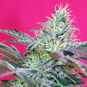 Semillas feminizadas Sweet Cheese XL de Sweet Seeds para cultivo profesional