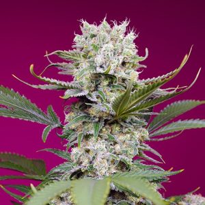 semillas feminizadas Sweet Mandarine Zkittlez XL Sweet Seeds para cultivo profesional