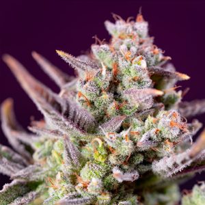 semillas feminizadas Sweet Zenzation XL Sweet Seeds para cultivo profesional