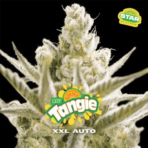 semillas feminizadas Tangie XXL para cultivo