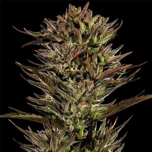 semilla feminizada Thin Mint x Sour Pinot de Barney's Farm