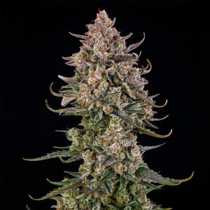 Semillas Auto Triangle Kush Silent Seeds sobre fondo blanco, mostrando su forma y tamaño para cultivo autofloreciente