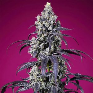 Auto Tropicanna Cherry XL 5+2 u. fem. Sweet Seeds