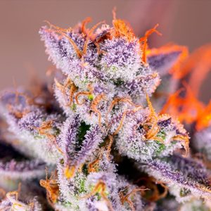 Semillas feminizadas Tropicanna Poison XL de Sweet Seeds para cultivo profesional