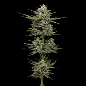 semillas feminizadas Vanilla Latte de Humboldt Seeds Company
