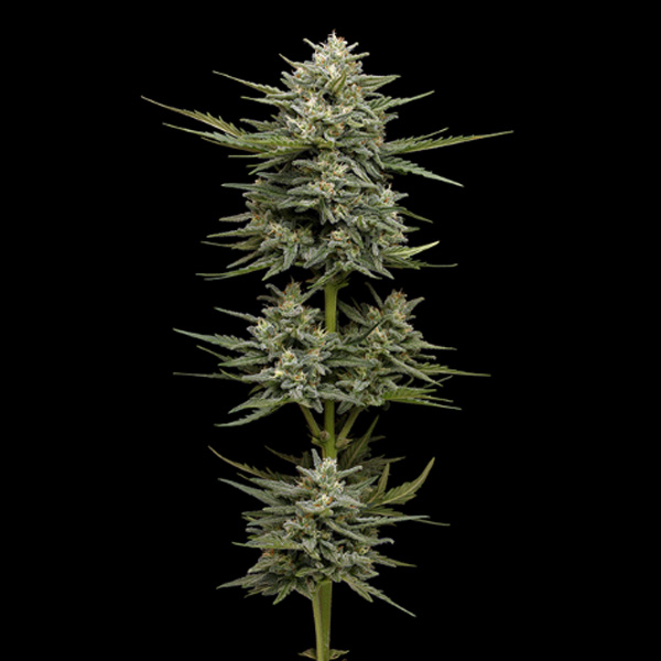 semillas feminizadas Vanilla Latte de Humboldt Seeds Company