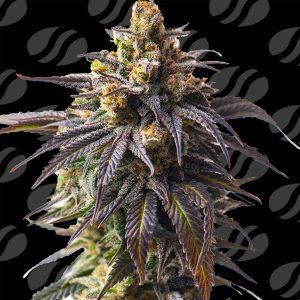 Velvet Drip Original Sensible