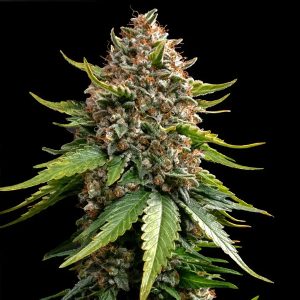 semillas feminizadas Auto White Widow XXL de Barney's Farm para cultivo