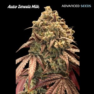 semillas feminizadas Auto Zerealz Milk de Advanced Seeds para cultivo