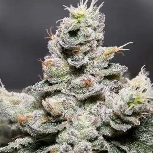 Auto Zkittlez 3+1 u. fem. Vision Seeds