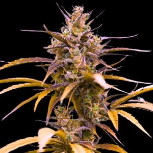 semillas feminizadas Zoap Empire Seeds para cultivo controlado