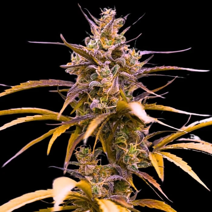 semillas feminizadas Zoap Empire Seeds para cultivo controlado