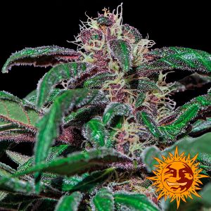 semillas feminizadas Ayahuasca Purple de Barney's Farm para cultivo