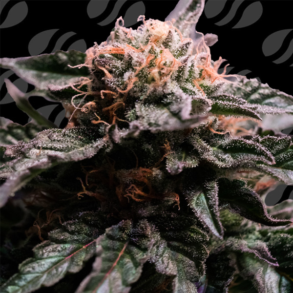 semillas feminizadas Banana Fumes Original Sensible Seeds
