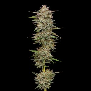 semillas feminizadas Banana OG de Humboldt Seeds Company para cultivo