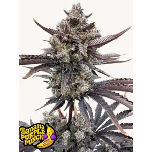 semillas feminizadas Banana Purple Punch de Fast Buds para cultivo de cannabis