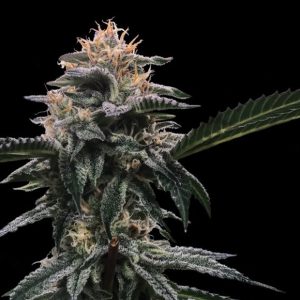 Banana Sorbet 3 u. fem. DNA Genetics