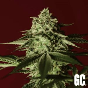 semillas feminizadas Banana Stones de Grand Cru Genetics para cultivo