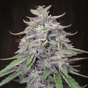 Bangi Haze 5 u. Regular Ace Seeds