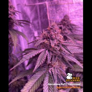 Barcelona Puff . Seedstockers Superior