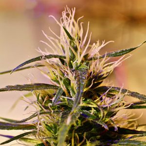 Beldia 5 u. REG French Touch Seeds