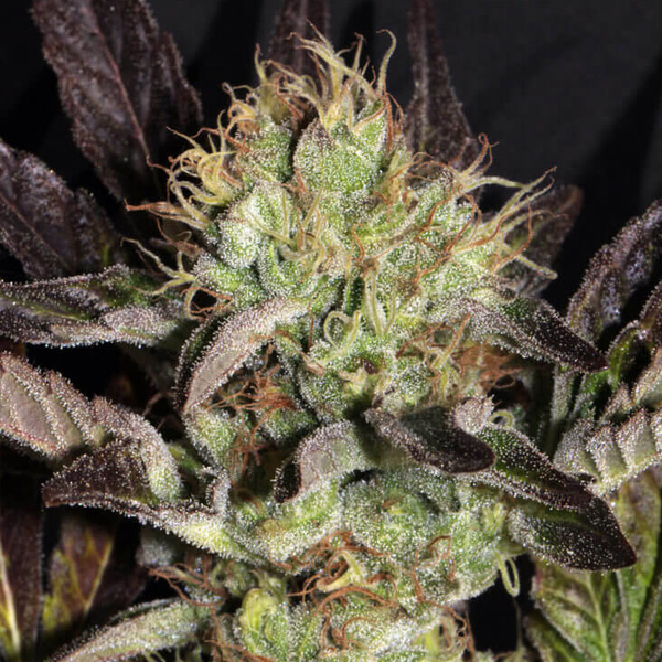 Paquete de 6 semillas feminizadas Big Apple Cookies de Mamiko Seeds