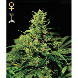 Big Bang Green house