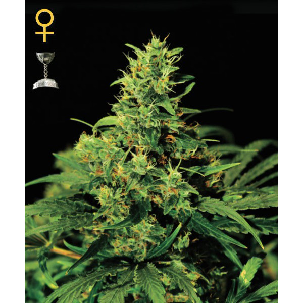 Big Bang Green house