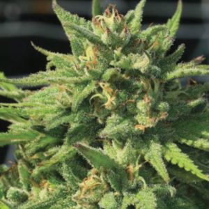 semilla feminizada Bigfoot Glue de Humboldt Seeds Company para cultivo