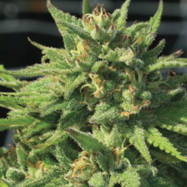 semilla feminizada Bigfoot Glue de Humboldt Seeds Company para cultivo