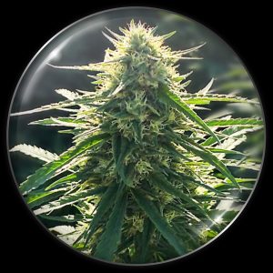 BioRelief CBD Medical seeds