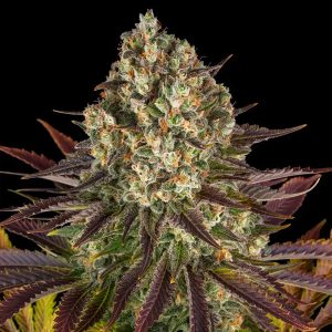 Semillas feminizadas Biscotti de Barney's Farm para cultivo