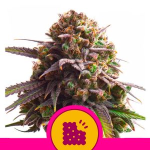 Biscotti 3 u. fem. Royal Queen