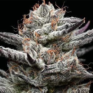 semilla feminizada Black Cherry Gushers de Barney's Farm para cultivo