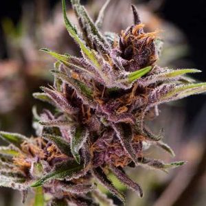 Black Cherry Punch 7 u. Reg. Pyramid Seeds