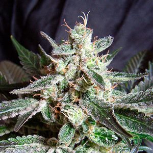 semillas feminizadas Black Jack Sweet Seeds para cultivo profesional