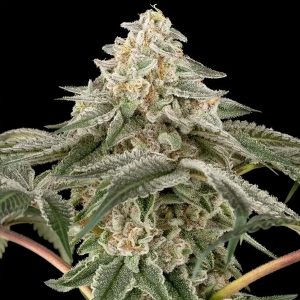 Black Lily Sensi Seed Research