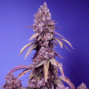 semillas feminizadas Black Muffin Fast Version Sweet Seeds para cultivo profesional
