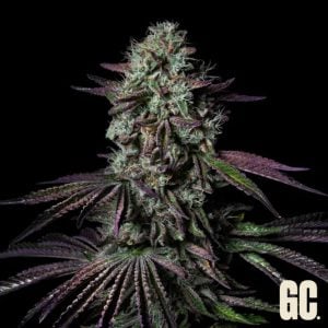 Semillas feminizadas Blanc Fumé Grand Cru Genetics para cultivo
