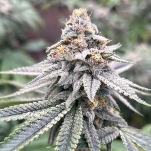 semillas feminizadas Blood Diamonds 2.0 para cultivo