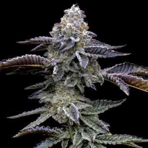 Semillas feminizadas Blue Dream de Barney's Farm para cultivo